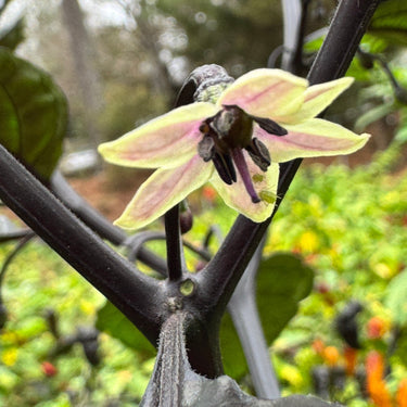 Jay's Pink x Leopard Reaper - Seeds - The Pepper Pantry (Formerly Marie Sharp's)